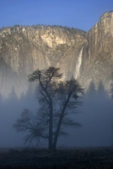 Oak Tree In Fog Stock Images
