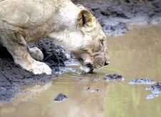 Lion Drinking Stock Photos