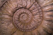Shell Fossil Pattern Stock Photos Shell Fossil Pattern Stock Photos