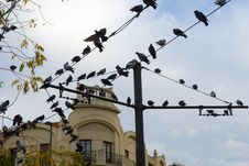 Pigeons On Wires Stock Photography Pigeons On Wires Stock Photography