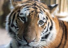 Beautiful Tiger Royalty Free Stock Images
