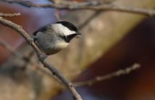 Black Capped Chickadee Royalty Free Stock Images Black Capped Chickadee Royalty Free Stock Images