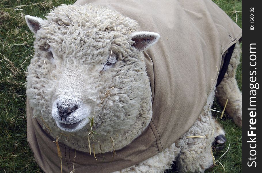 Sheep On a Farm