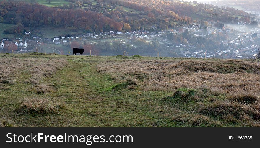 A Black cow looks down on a misty valley. A Black cow looks down on a misty valley