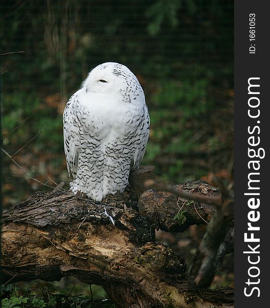 Portrait of Nice Polar Owl. Portrait of Nice Polar Owl