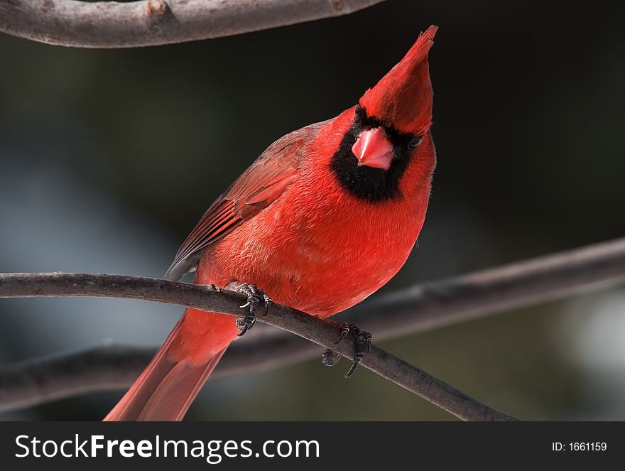 A male cardinal perched on a tree branch. A male cardinal perched on a tree branch.