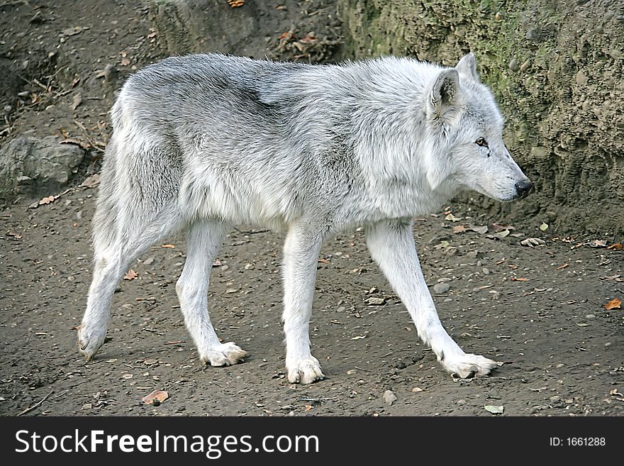 Portrait of Nice Grey Wolf. Portrait of Nice Grey Wolf