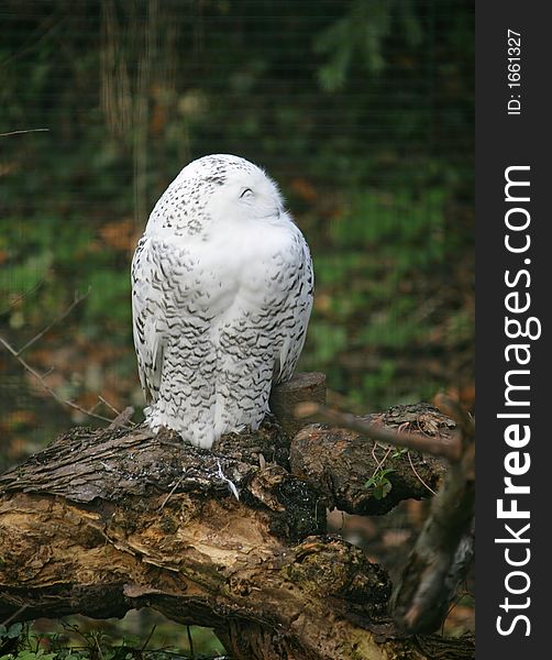 Portrait of Nice Polar Owl. Portrait of Nice Polar Owl