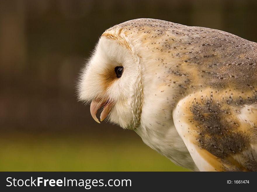This image of a magnificent Barn Owl was captured in the UK.