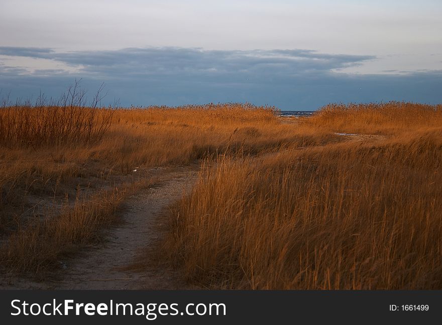 Autumn, seacoast, grass on the beach