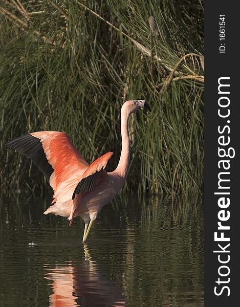 A Flamingo displays it's colourful plumage.