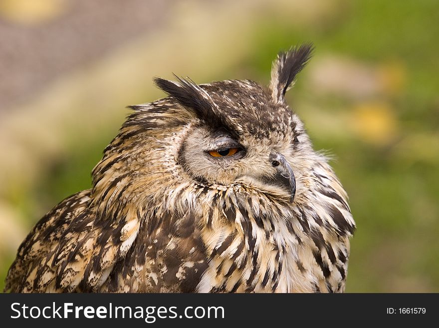 A portrait shot of a Bengal Eagle Owl. A portrait shot of a Bengal Eagle Owl.