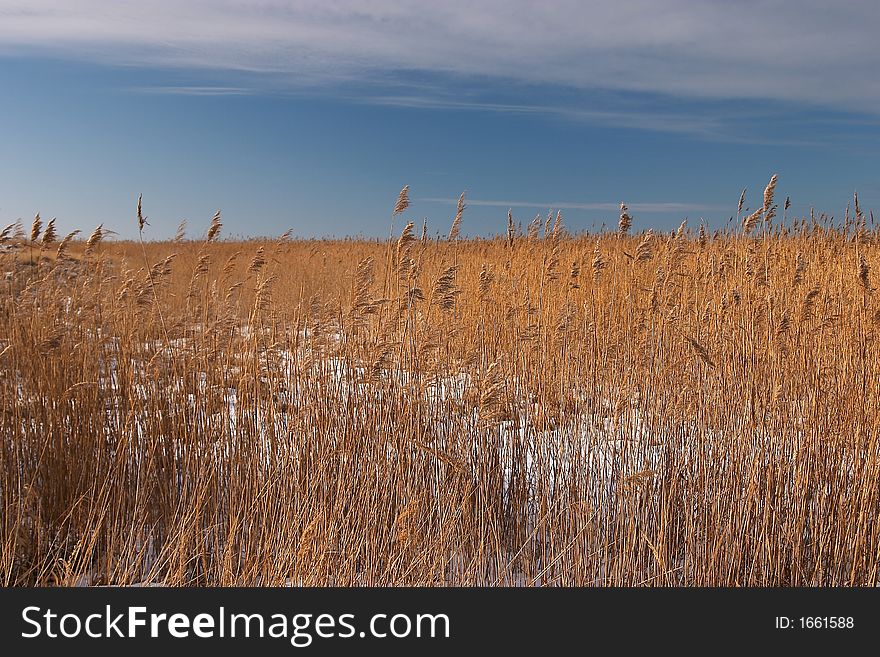 Grass on the meadow in snow, winter. Grass on the meadow in snow, winter