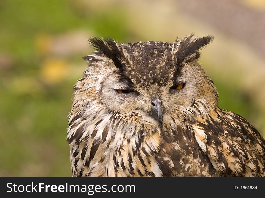 A close up shot of a Bengal Eagle Owl.