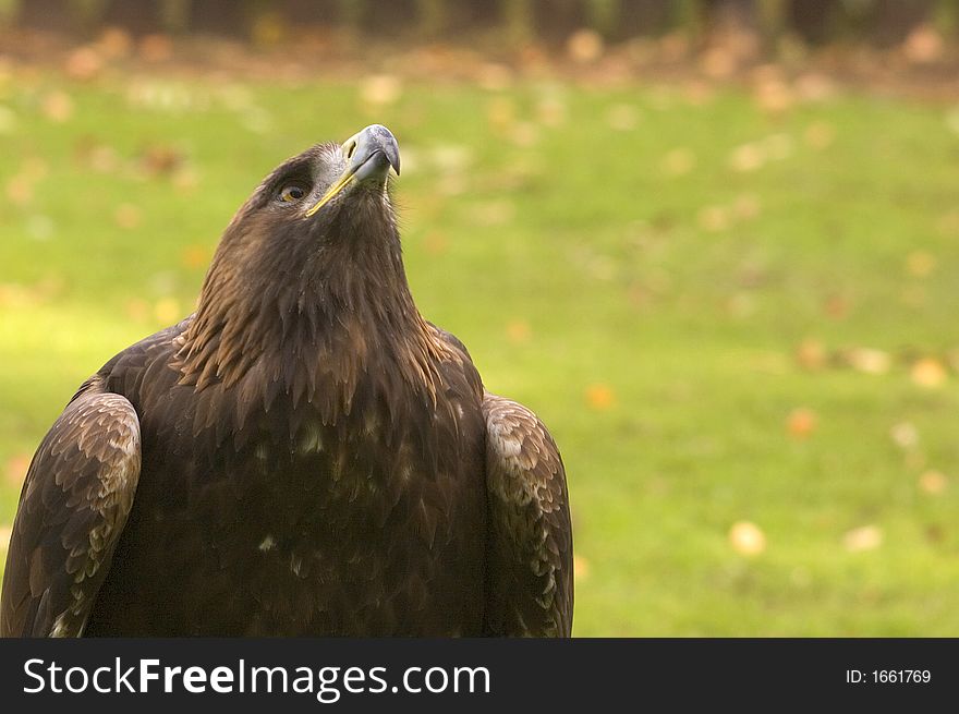 A Golden Eagle looks up to the sky. A Golden Eagle looks up to the sky.