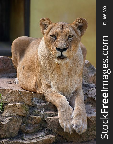 Portrait of lioness on the sun