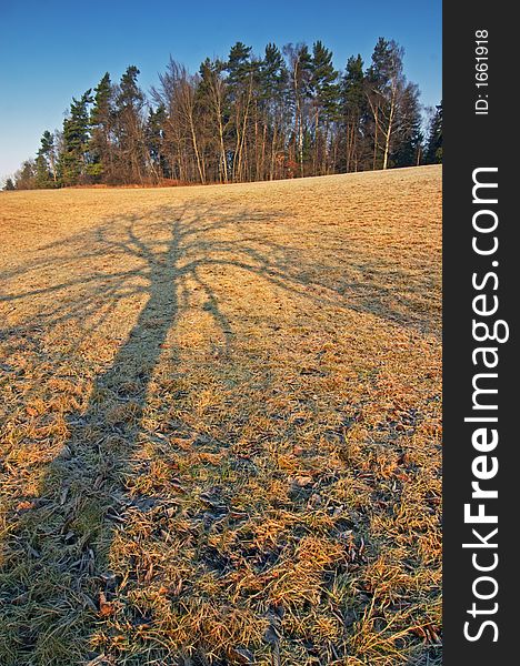 Shadow of a tree on the meadow