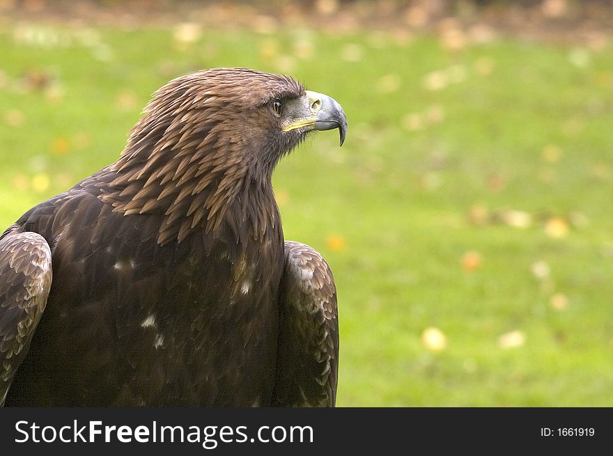 Profile Of A Golden Eagle.