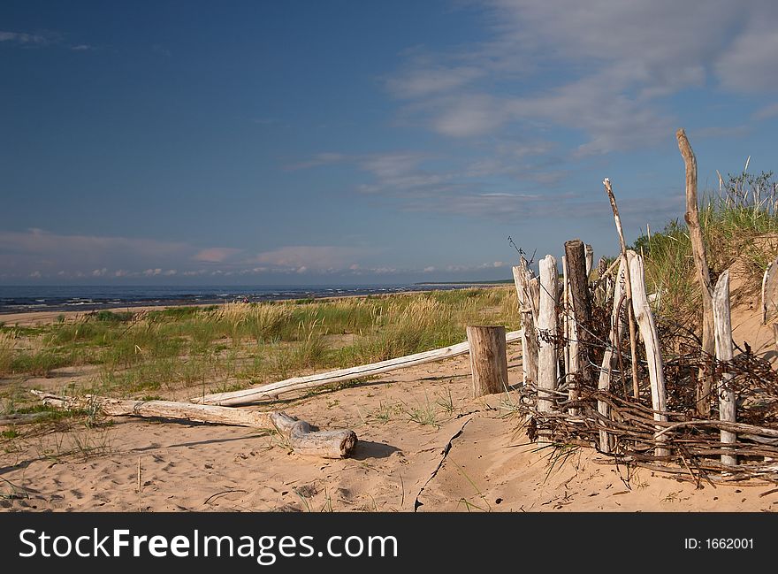 Seacoast, sunny day, dry trees