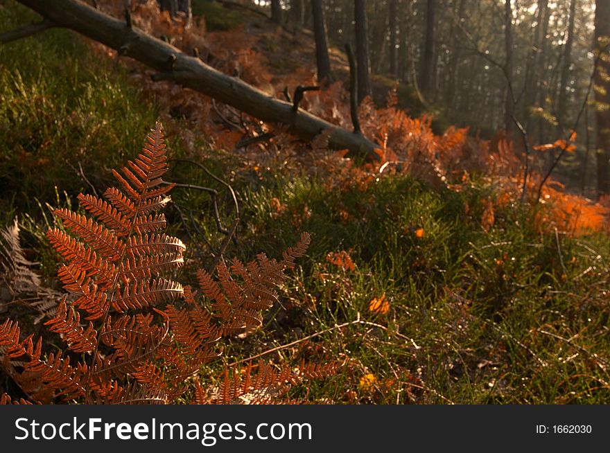 Sunlight streams through the leaves of ferns in the woods