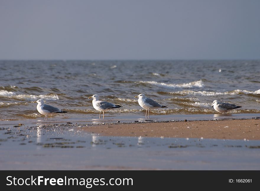 Four Seagulls On The Beach