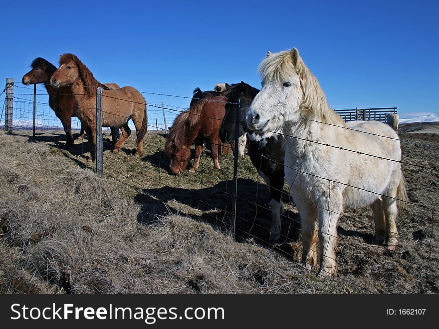 Small icelandic horses from Iceland