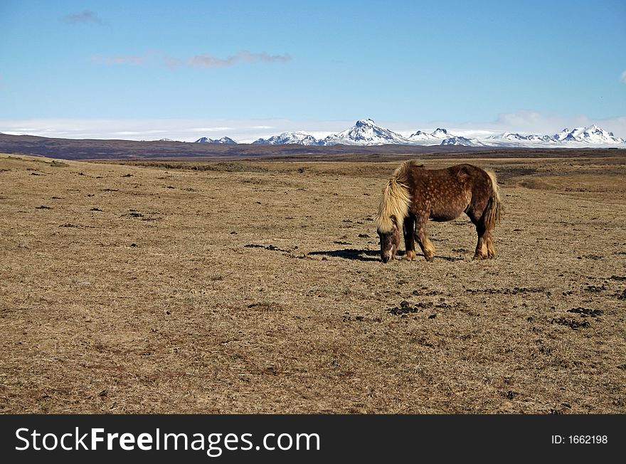 Lonely icelandic horse, South Iceland