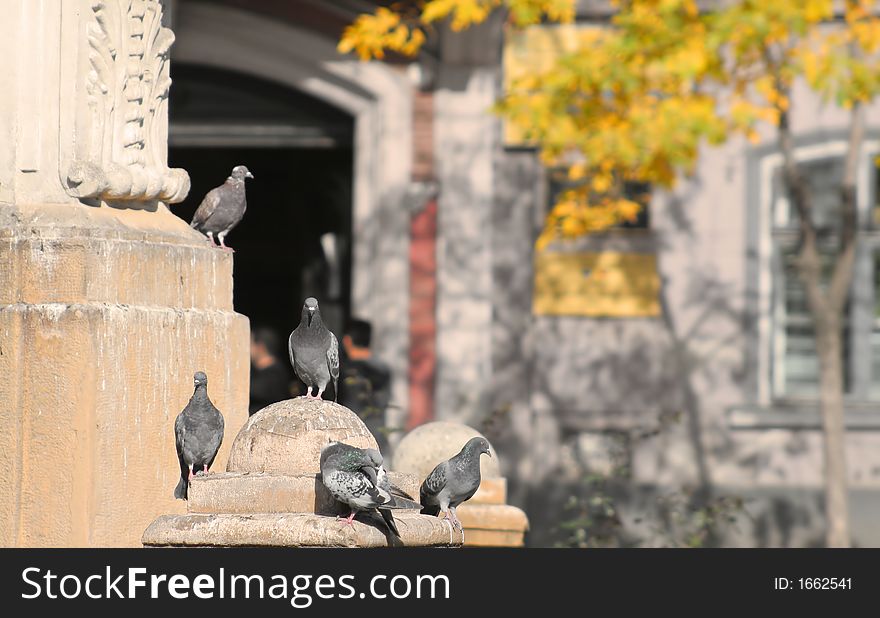 Group of pigeons in a town square in a autumn day. Group of pigeons in a town square in a autumn day