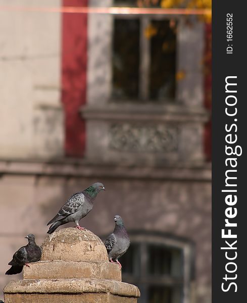 Group of pigeons in a town square in a autumn day. Group of pigeons in a town square in a autumn day