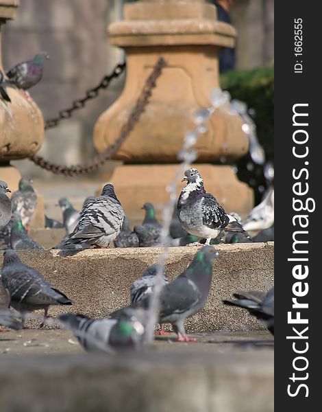 Group of pigeons in a town square in a autumn day. Group of pigeons in a town square in a autumn day