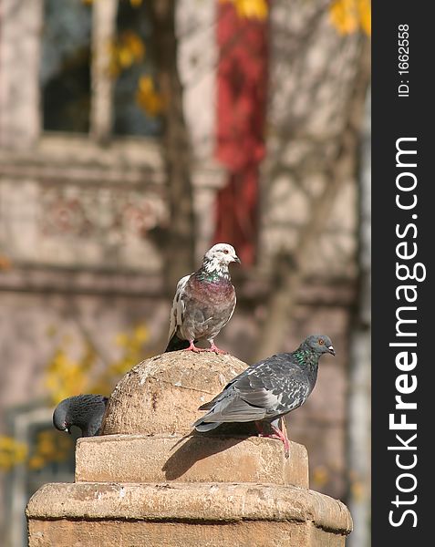 Group of pigeons in a town square in a autumn day. Group of pigeons in a town square in a autumn day