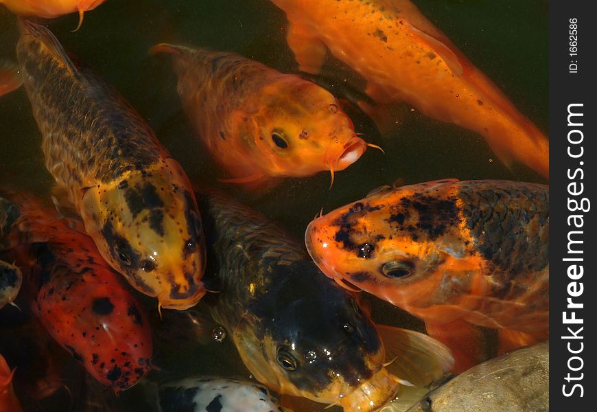 Red fishes very excited in water. Red fishes very excited in water