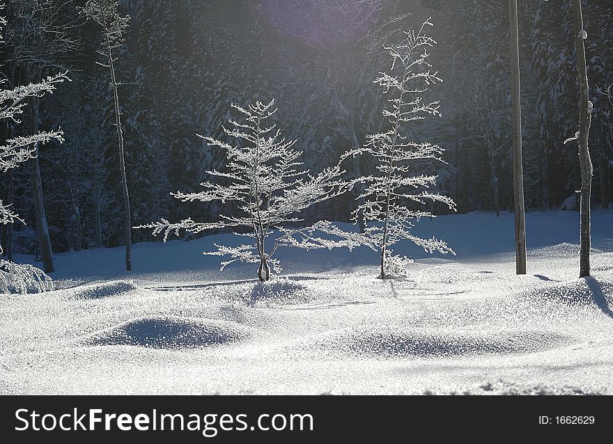 Freeze in teh German Alps, European beech in Bavaria, Germany in January. Freeze in teh German Alps, European beech in Bavaria, Germany in January