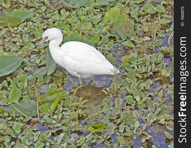 This young Little Blue Heron is probably only six or eight months old. He is very self assured and comfortable with humans. Note the green legs. Taken on the St. Johns River near DeLand, FL. He will turn indigo blue with a brown head and neck in the next few months. This young Little Blue Heron is probably only six or eight months old. He is very self assured and comfortable with humans. Note the green legs. Taken on the St. Johns River near DeLand, FL. He will turn indigo blue with a brown head and neck in the next few months.