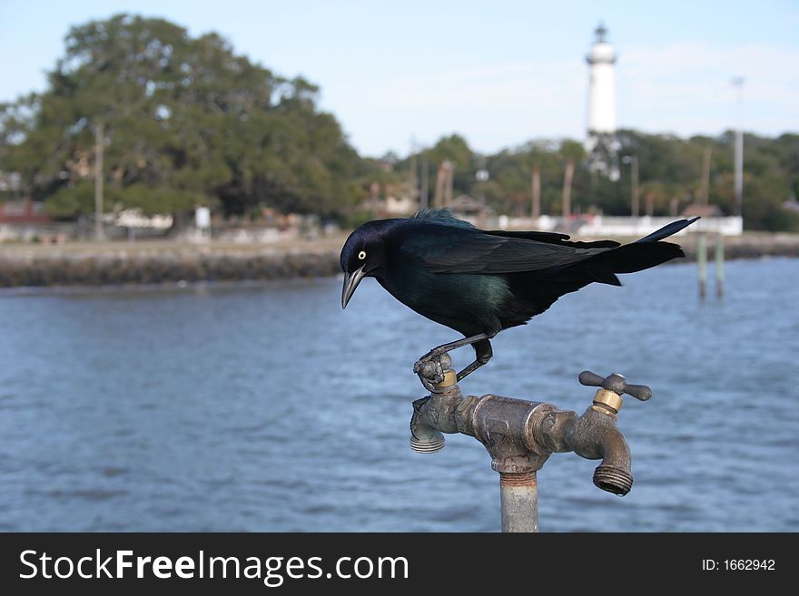 A blackbird resting on a water spigot at seaside waiting on water. A blackbird resting on a water spigot at seaside waiting on water