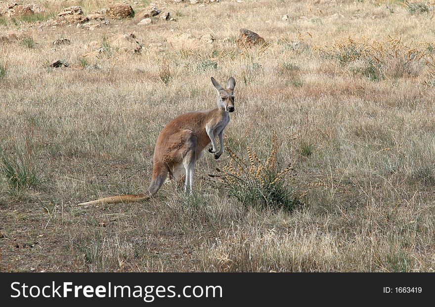 Kangaroo in the Australian bush