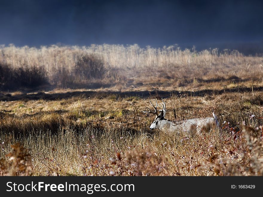 California Mule Deer Taken in Yosemite National Park meadow during morning fog. California Mule Deer Taken in Yosemite National Park meadow during morning fog.