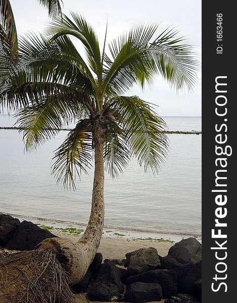 Cocunut tree, few rocks by a tropical beach on a overcast summer day. Cocunut tree, few rocks by a tropical beach on a overcast summer day