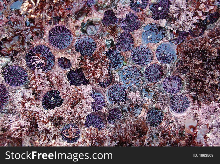 Low Tide Sea Urchins