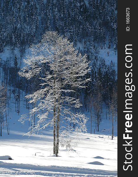 Frozen beech in the Gernab Alps in Bavaria in January, Eurpean beech. Frozen beech in the Gernab Alps in Bavaria in January, Eurpean beech