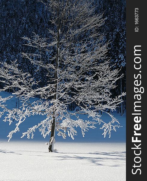 Frozen beech in the German Alps in Bavaria in January. Frozen beech in the German Alps in Bavaria in January