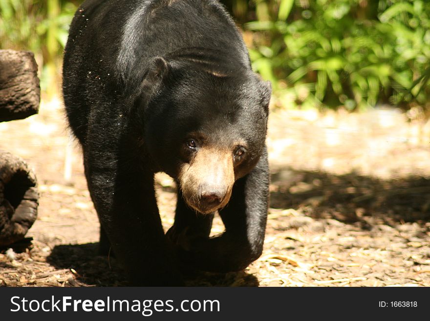 Cute black bear walking at the zoo