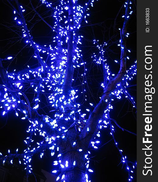 Photo of tree lit by blue lights during Christmas. Photo of tree lit by blue lights during Christmas.