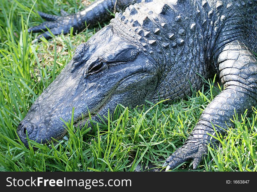 Crocodile at the zoo resting on some grass. Crocodile at the zoo resting on some grass