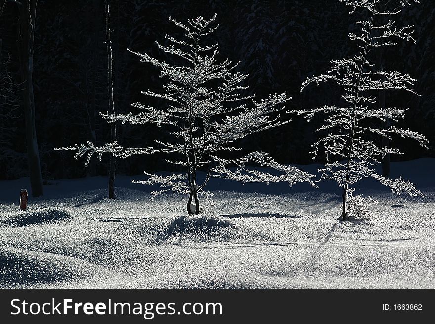 Barren Frozen Trees 5