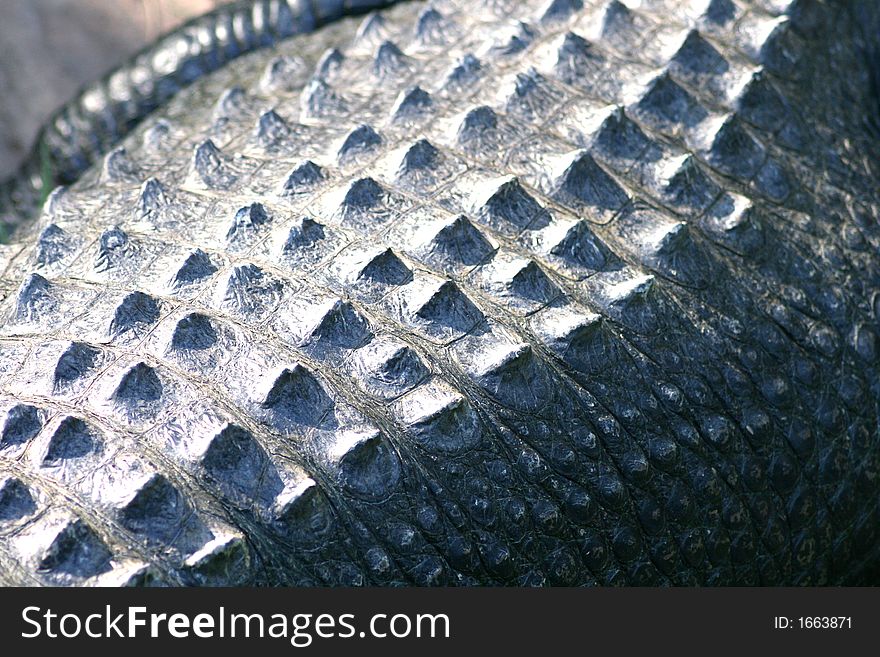 Crocodile skin close up