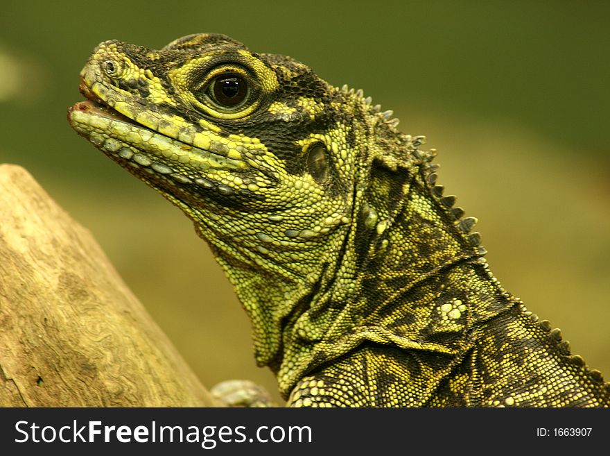 Wonderful green dragon lizard watching intently