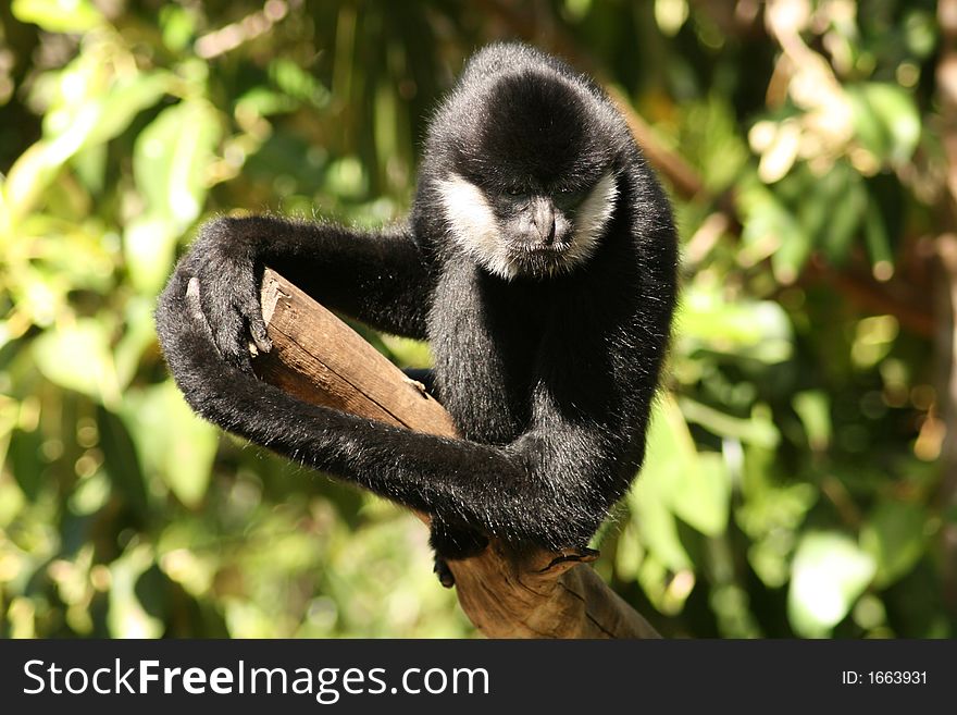 Small monkey sitting on a tree branch. Small monkey sitting on a tree branch