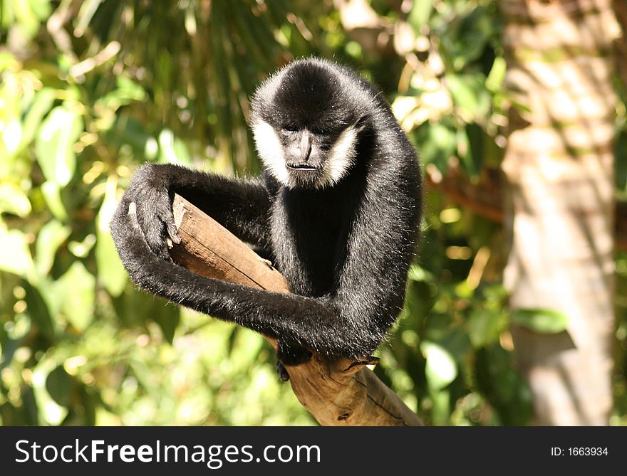 Monkey On A Branch