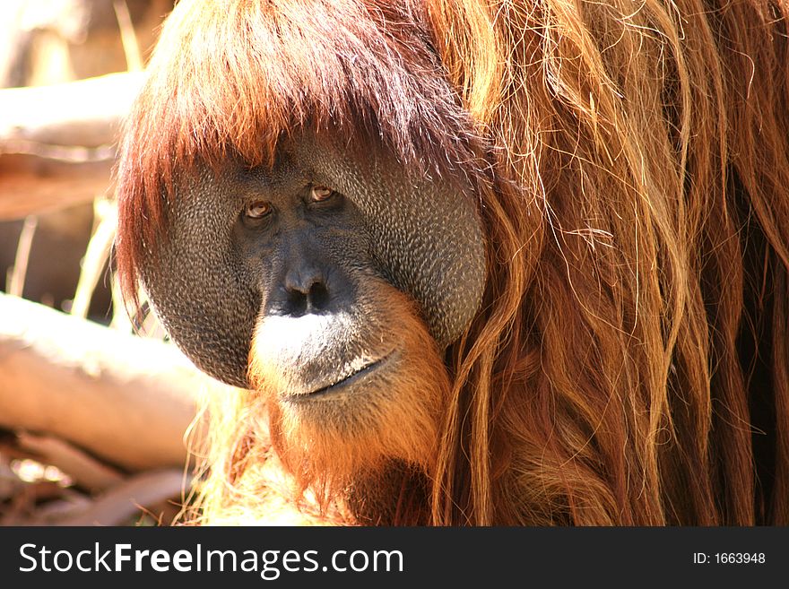 Orang-utan face close up with kind eyes. Orang-utan face close up with kind eyes